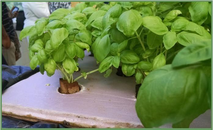 Figure 3: Basil grown hydroponically in a plug floated in a foam mat on top of a tank of water, at Envista Farms at Southern Friendship Missionary Baptist Church, in Temple Hills, MD. Photo by Neith Little, UMD Extension. 