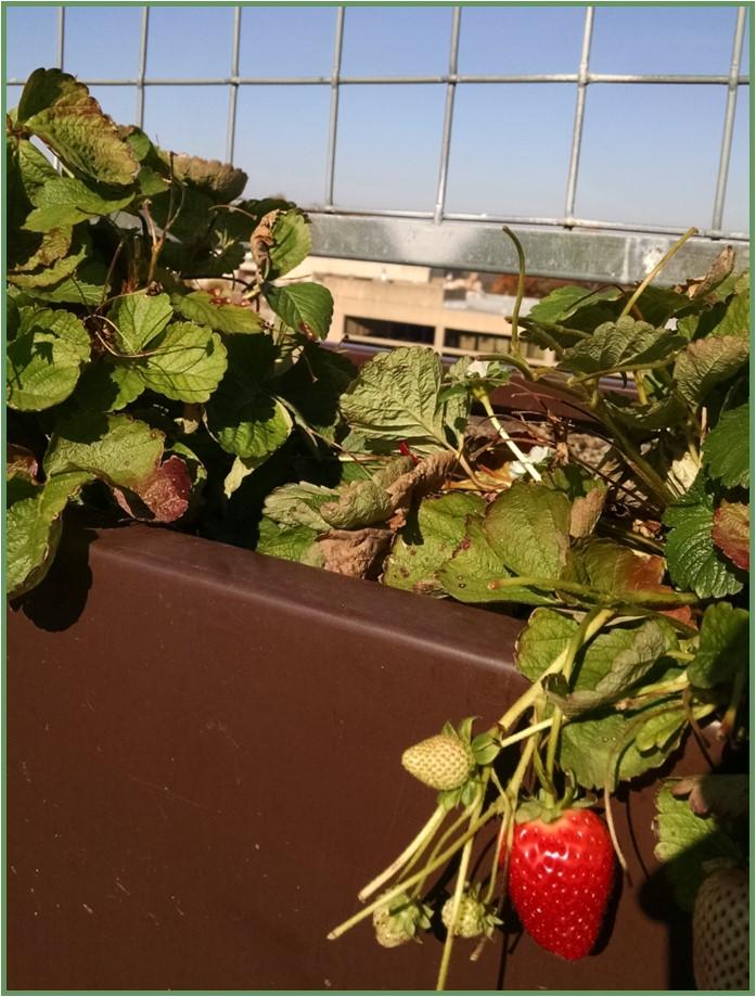 Figure 7: Strawberries grown in a container on a rooftop at University of District of Columbia, Washington, DC. Photo by Neith Little, UMD Extension.