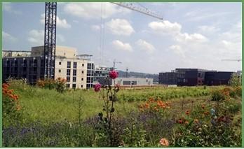 Figure 9: Flowers growing on a retro-fitted green roof at Up Top Acres in Washington, DC. Photo by Neith Little, UMD Extension.
