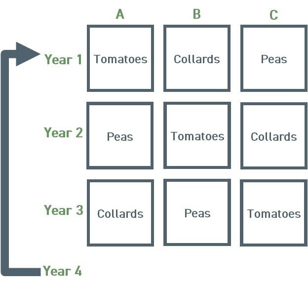 Figure 16: An example of a simple crop rotation design. Every year you shift which crop you plant in which bed. This helps break up disease and pest life-cycles, and helps replenish the nutrients in the soil.