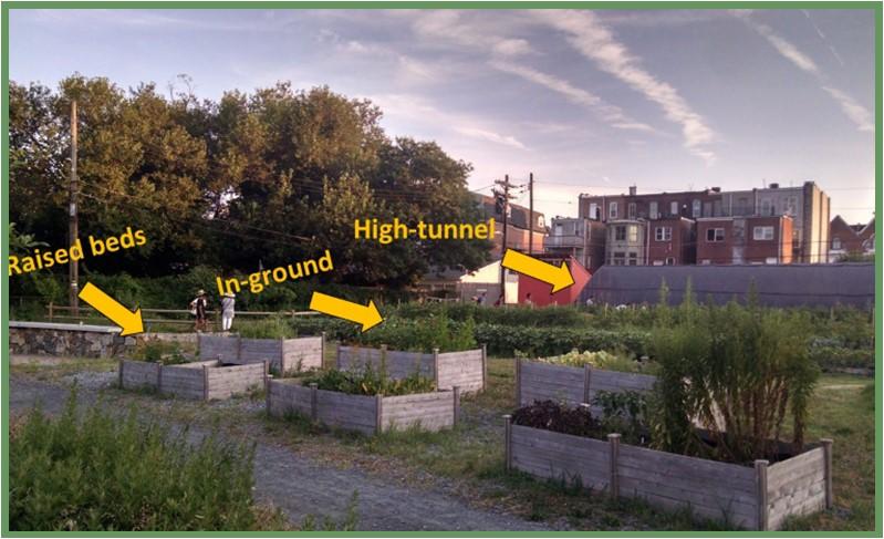 Figure 3: Outdoor urban agriculture can be done in raised beds or containers, in-ground in native or imported soil, and in high tunnels or hoop houses. Picture taken at Whitelock Community Farm, Baltimore, MD by Neith Little, UMD Extension.