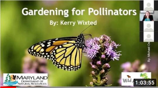 Video image about gardening for pollinators