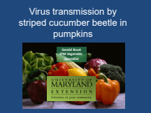 Virus Transmission by Striped Cucumber Beetle in Pumpkins