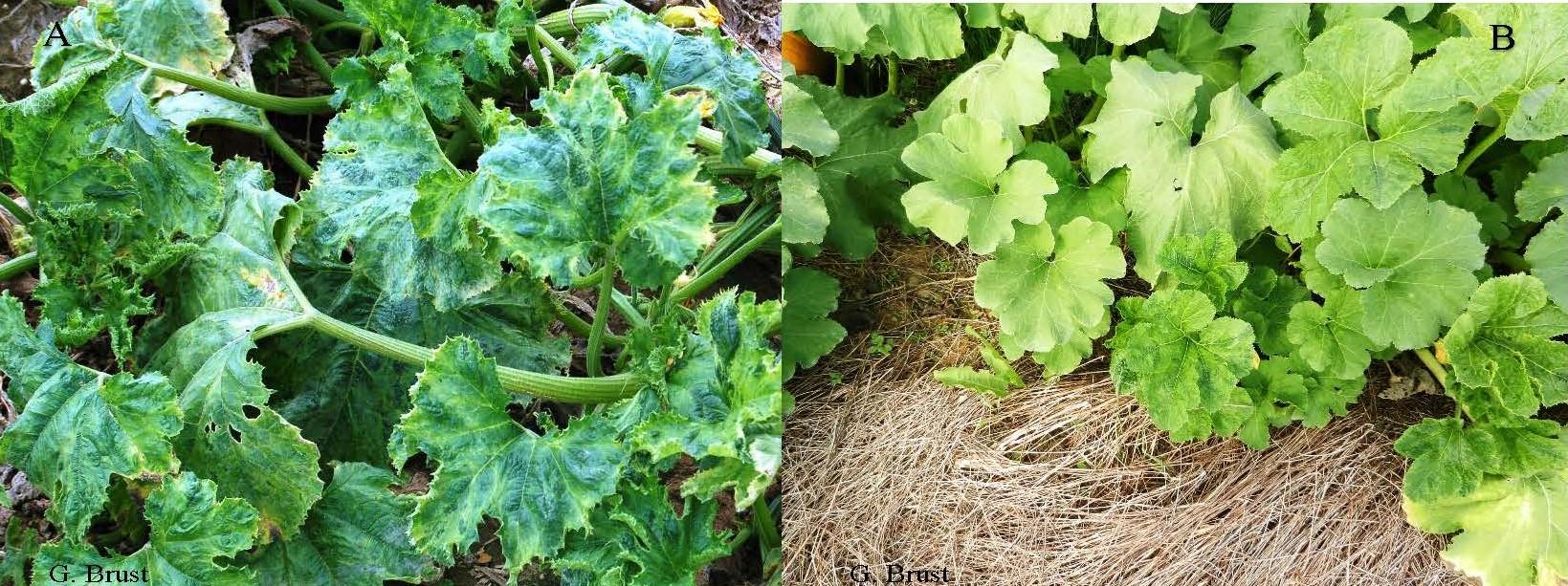 Virus symptoms on plants can be more severe (A) or milder (B)