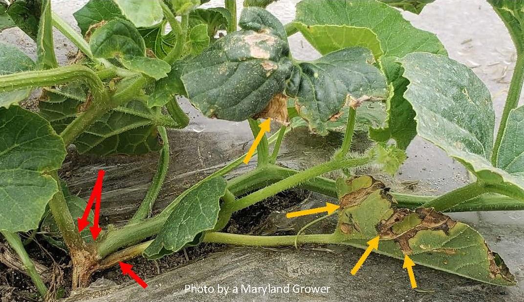 Water soaked lesions on stems (red arrows) and tan lesions with necrotic areas on leaves (yellow arrows)