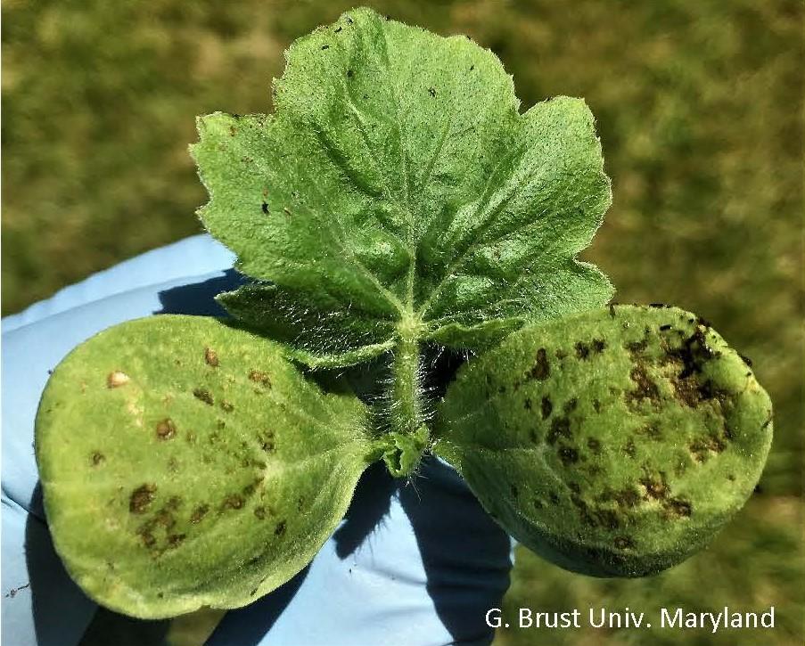 Watermelon cotyledon leaves with brown lesions