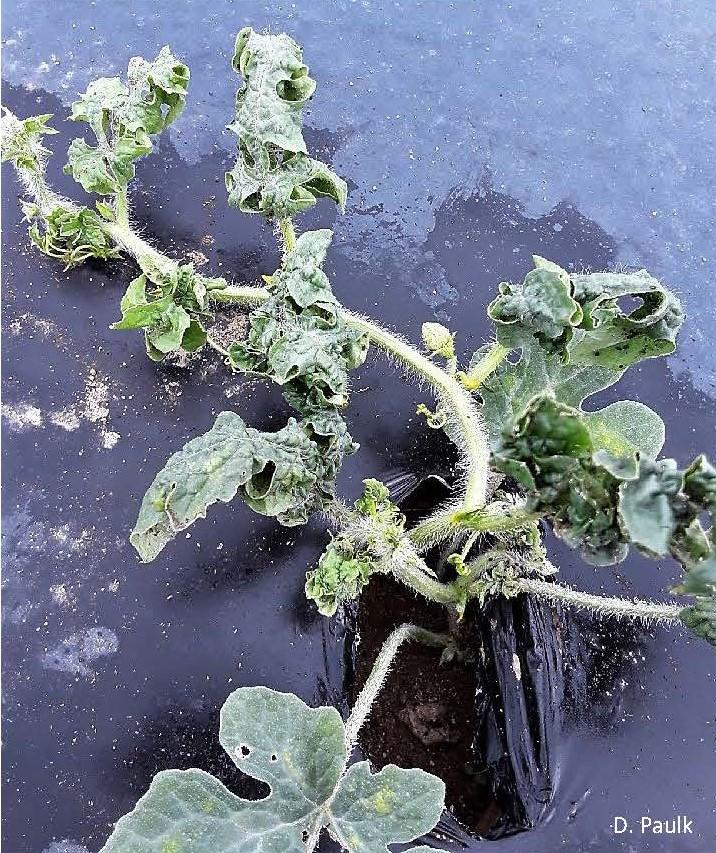 Watermelon plant with heavy melon aphid population