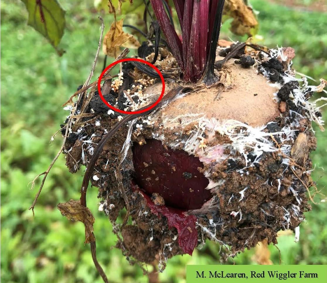 White mycelia and tan sclerotia (red circle) of southern blight disease on beet
