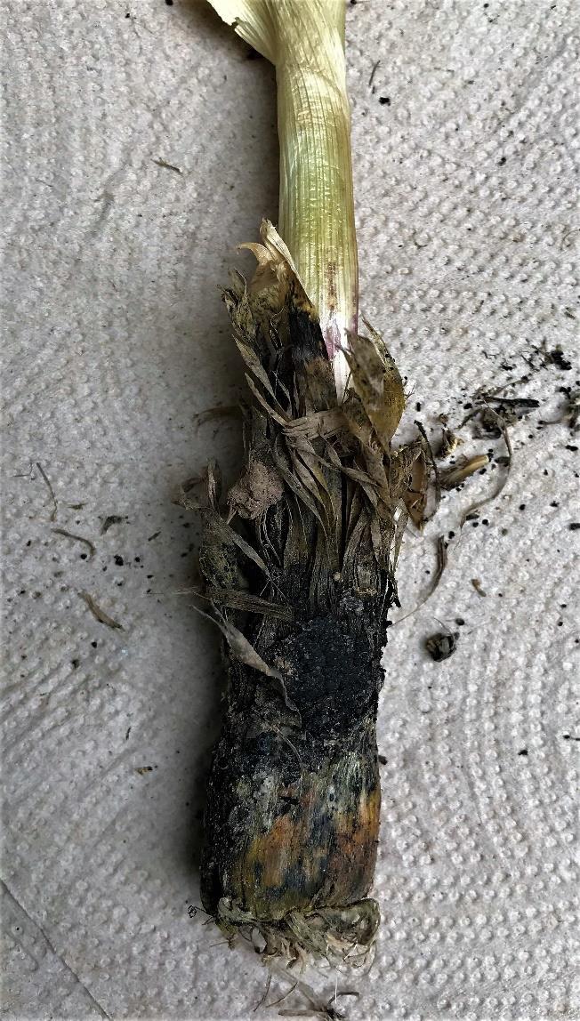 White rot on garlic plant