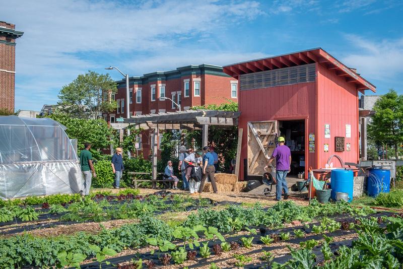 Rows of vegetables in front of a plastic hoop house, a storage shed, a pergola, and a block of rowhomes