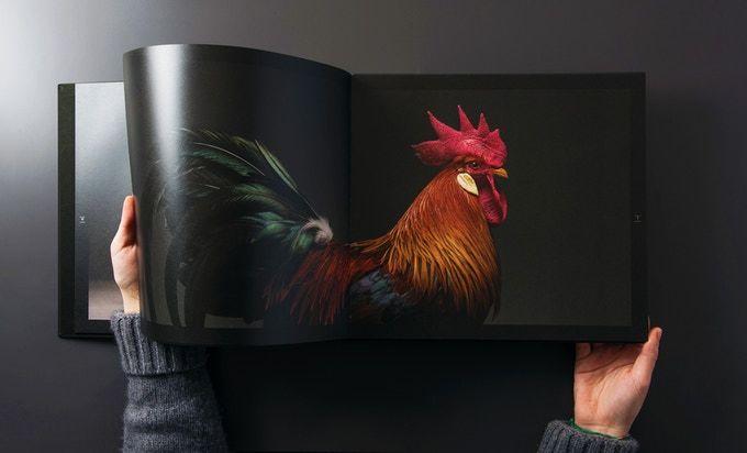 chicken-book.jpeg