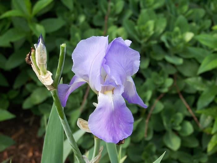 dividing iris