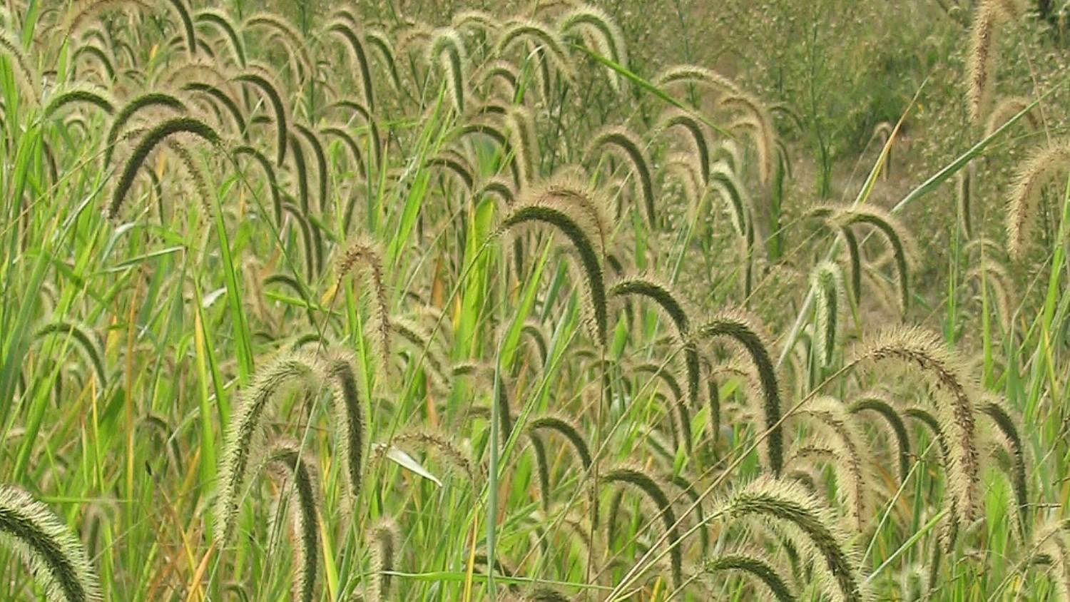 giant foxtail