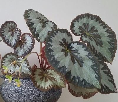 Rex begonia indoor plant