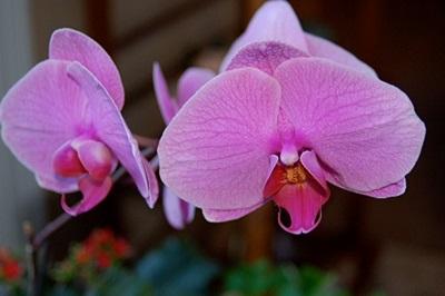 pink moth orchid flower