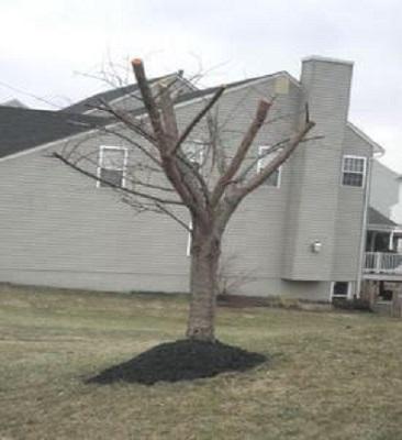 An example of a topped tree that has too much mulch around the base