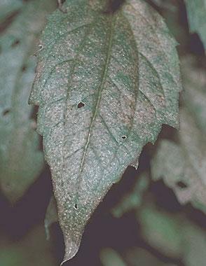 Leaf spot on rudbeckia