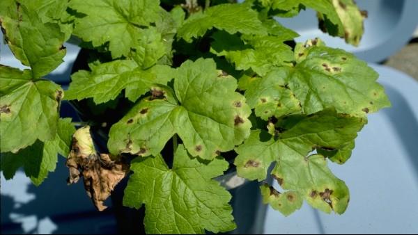 tiarella with bacterial leaf spot disease