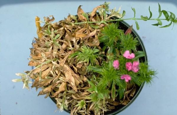 anthracnose disease on dianthus