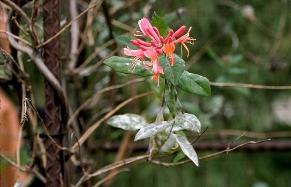 Powdery Mildew Disease On Flowers | University Of Maryland Extension