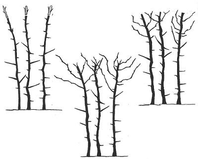 illustration of pruning blackberries in the summer