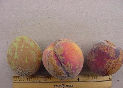 peach skin damaged from pesticide spray