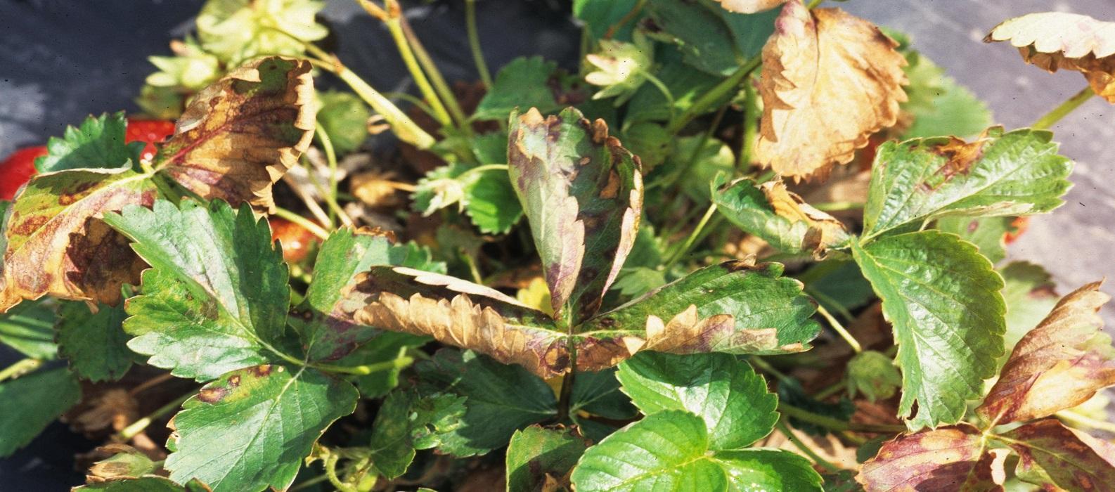 frost damage on strawberry plants