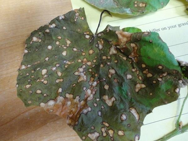 multiple spots on grape leaves from spray damage