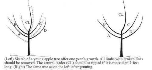 illustration of pruning a young fruit tree