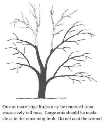 illustration of pruning a neglected fruit tree