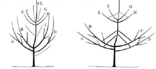 illustration pruning a 2 and 3 year old fruit tree