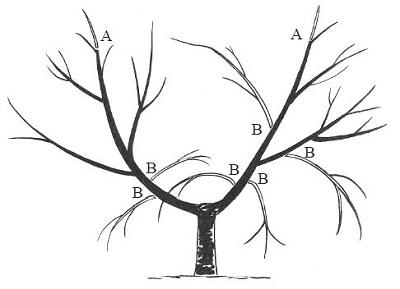 illustration of pruning a two-year old peach or cherry tree
