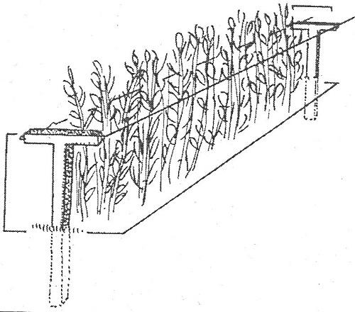 illustration of simple trellis for bramble plants