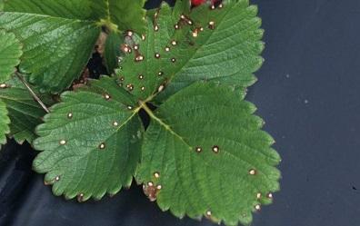 small spots caused by strawberry leaf spot disease on foliage