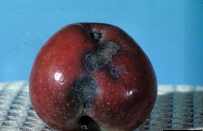 apple with dark blotches 