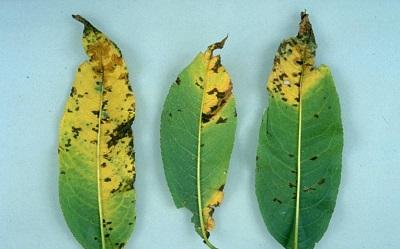 leaf spots and yellowing of peach leaves