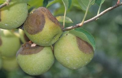 large brown blotches on apples