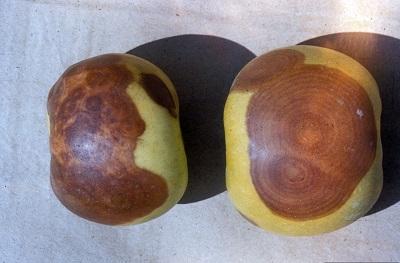 Large rotten areas on apples