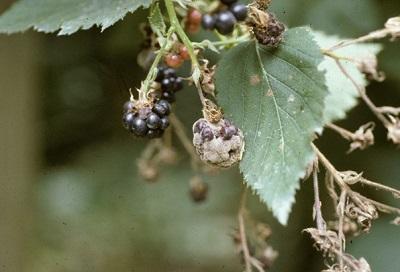 diseased blackberry