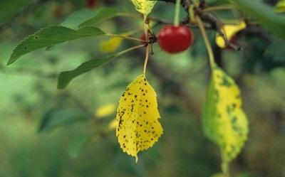 yellow and spotted cherry leaves