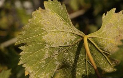 white downy mildew coating on the back of a wine grape leaf