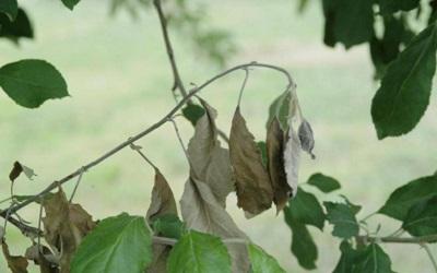 wilting brown leaves hanging on a branch