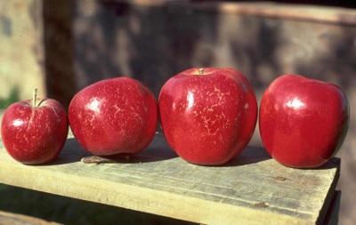 powdery mildew symptoms on apples