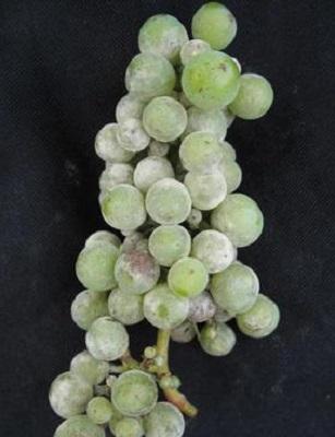 white powdery mildew on bunch of grapes