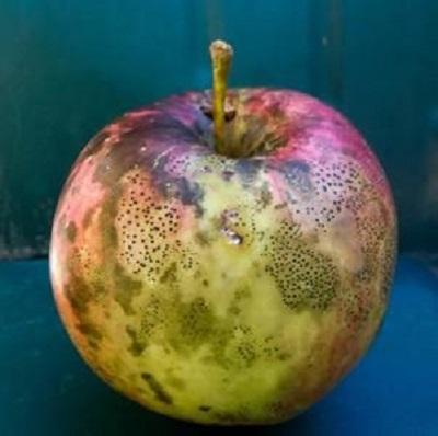 dark spots and blotches on an apple