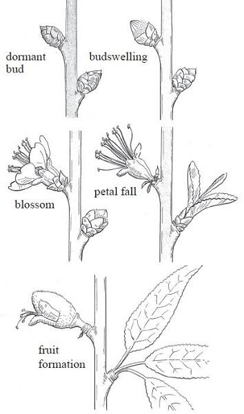 illustration of fruit bud development stages