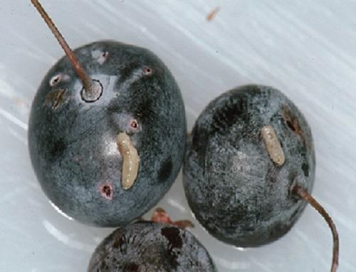 blueberry maggot larvae inside a blueberry
