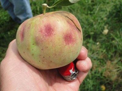 external damage on the surface of apple from brown marmorated stink bug feeding