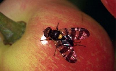 Adult cherry fruit fly 