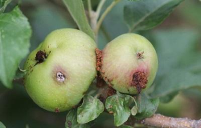 damage to outside of apple from codling moth